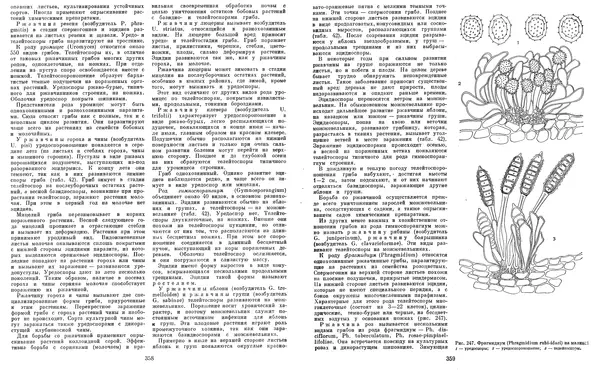  Коллектив авторов - Мир растений. Грибы - Страница № 187