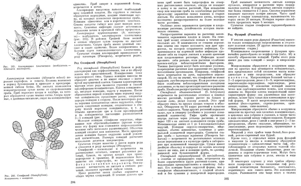  Коллектив авторов - Мир растений. Грибы - Страница № 206