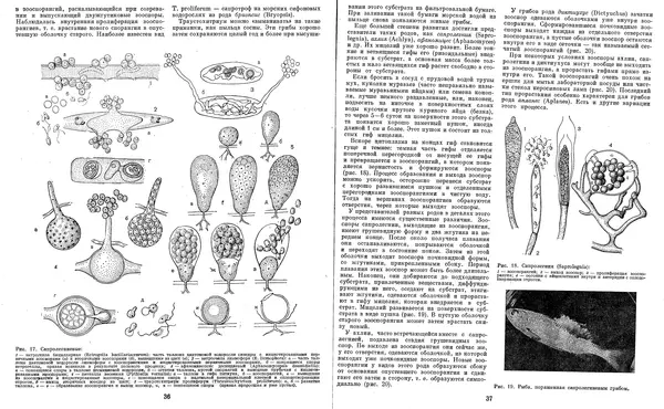  Коллектив авторов - Мир растений. Грибы - Страница № 21