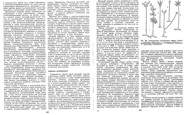  Коллектив авторов - Мир растений. Грибы - Страница № 210