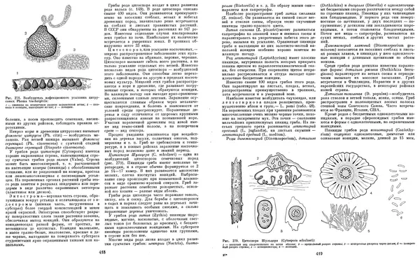  Коллектив авторов - Мир растений. Грибы - Страница № 218