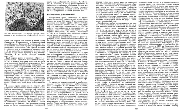  Коллектив авторов - Мир растений. Грибы - Страница № 227