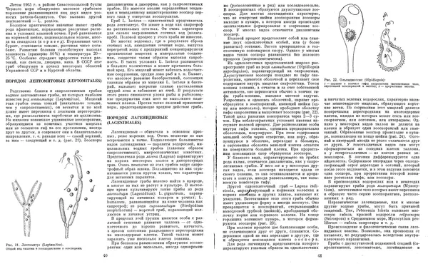  Коллектив авторов - Мир растений. Грибы - Страница № 23