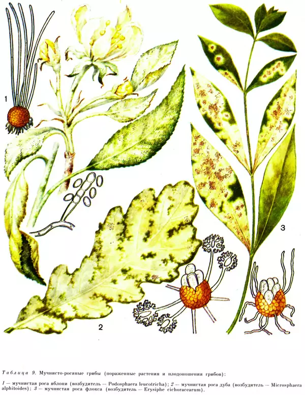  Коллектив авторов - Мир растений. Грибы - Страница № 259