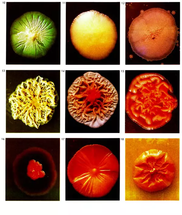  Коллектив авторов - Мир растений. Грибы - Страница № 261