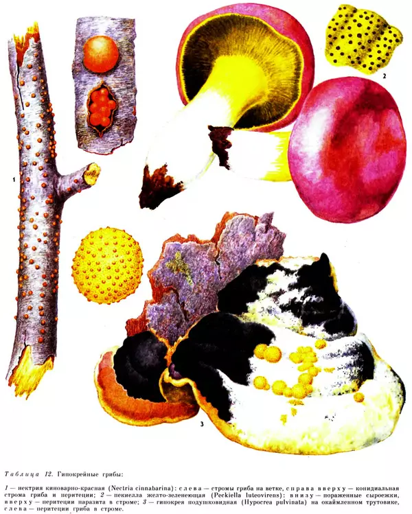  Коллектив авторов - Мир растений. Грибы - Страница № 263