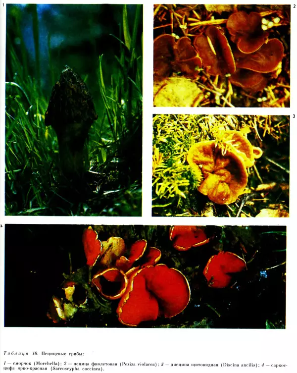  Коллектив авторов - Мир растений. Грибы - Страница № 267