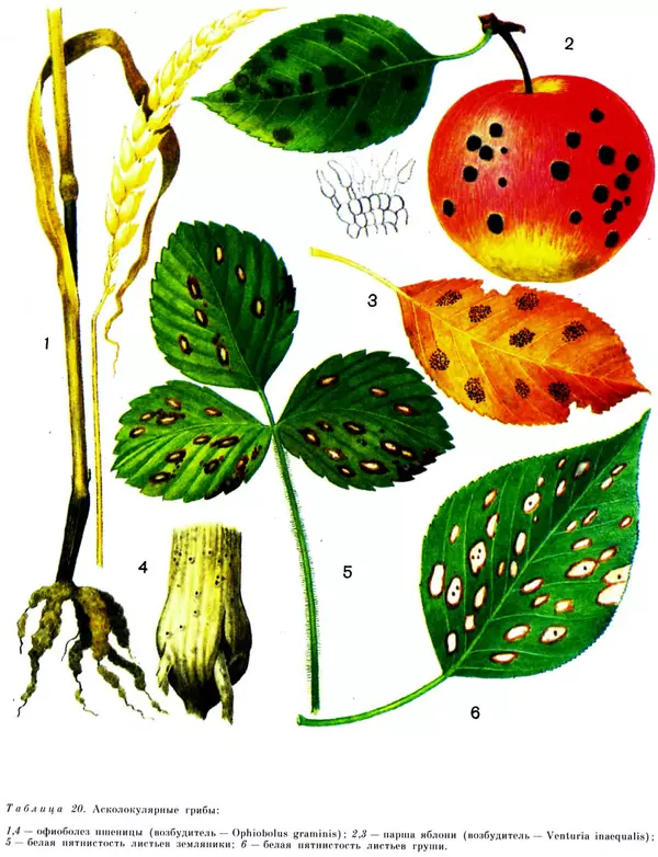  Коллектив авторов - Мир растений. Грибы - Страница № 271