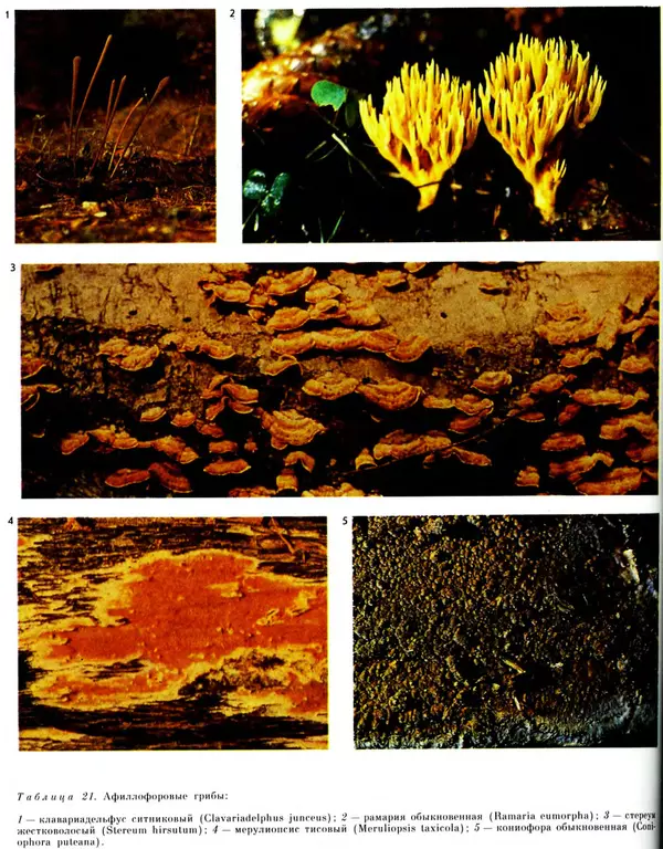  Коллектив авторов - Мир растений. Грибы - Страница № 272