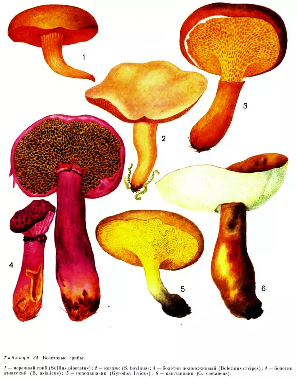  Коллектив авторов - Мир растений. Грибы - Страница № 275