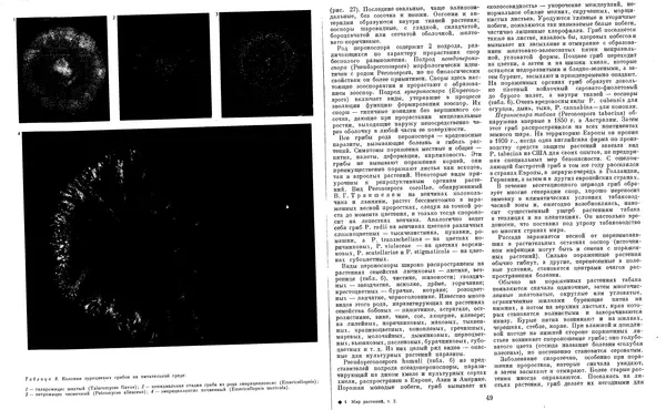  Коллектив авторов - Мир растений. Грибы - Страница № 28