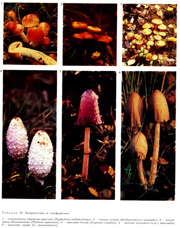  Коллектив авторов - Мир растений. Грибы - Страница № 283