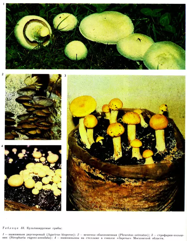  Коллектив авторов - Мир растений. Грибы - Страница № 284