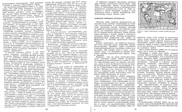  Коллектив авторов - Мир растений. Грибы - Страница № 29