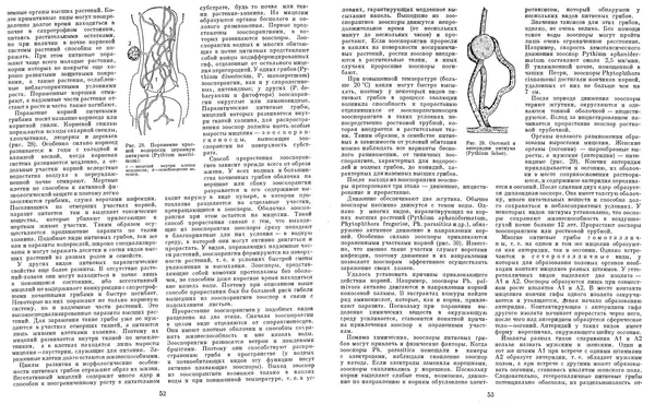  Коллектив авторов - Мир растений. Грибы - Страница № 30