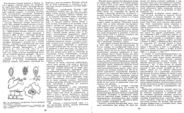  Коллектив авторов - Мир растений. Грибы - Страница № 33