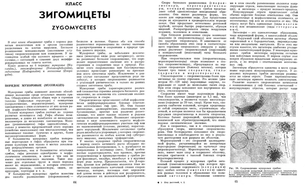  Коллектив авторов - Мир растений. Грибы - Страница № 36