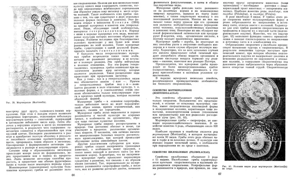  Коллектив авторов - Мир растений. Грибы - Страница № 37