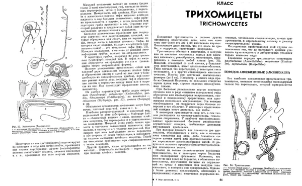  Коллектив авторов - Мир растений. Грибы - Страница № 44