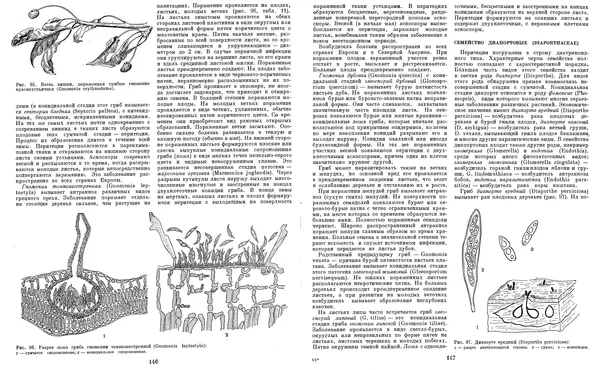  Коллектив авторов - Мир растений. Грибы - Страница № 78