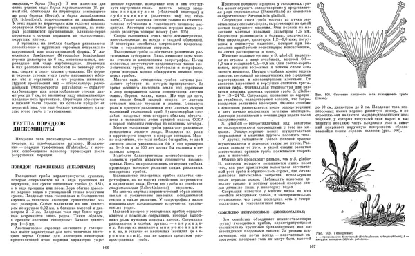  Коллектив авторов - Мир растений. Грибы - Страница № 88
