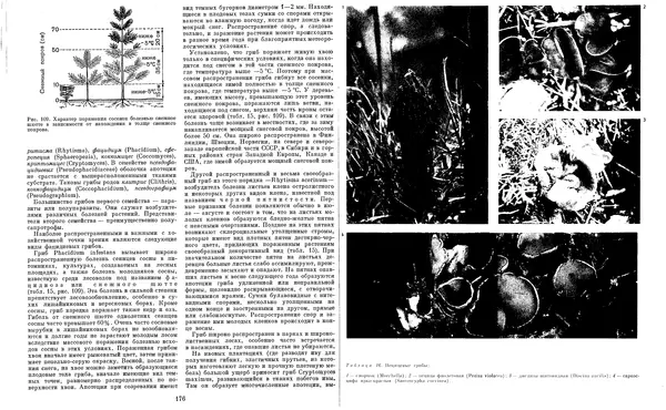  Коллектив авторов - Мир растений. Грибы - Страница № 93