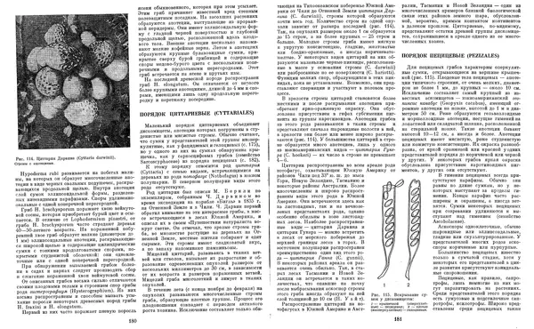  Коллектив авторов - Мир растений. Грибы - Страница № 96