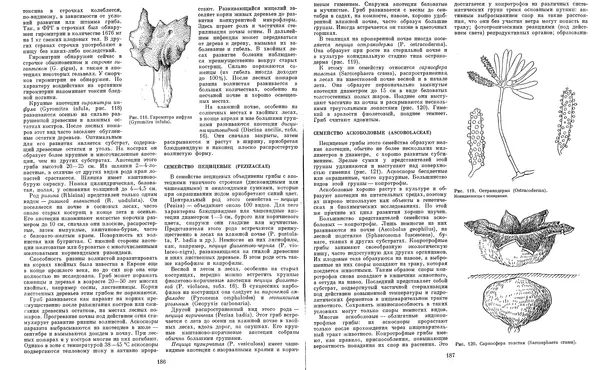  Коллектив авторов - Мир растений. Грибы - Страница № 99