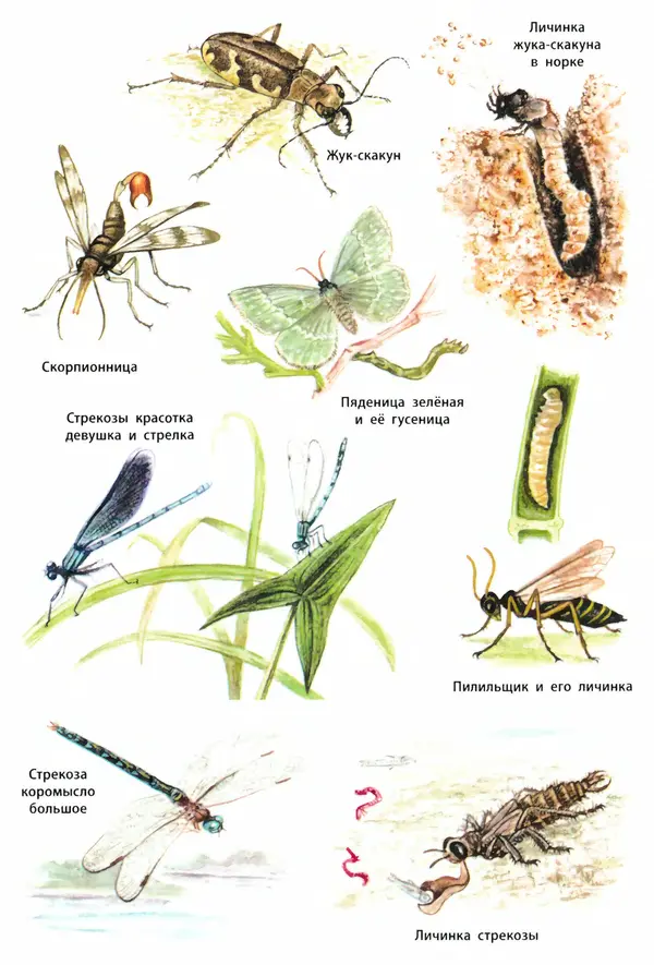 Мария Сергеева - Насекомые, пауки, многоножки  - Страница № 87