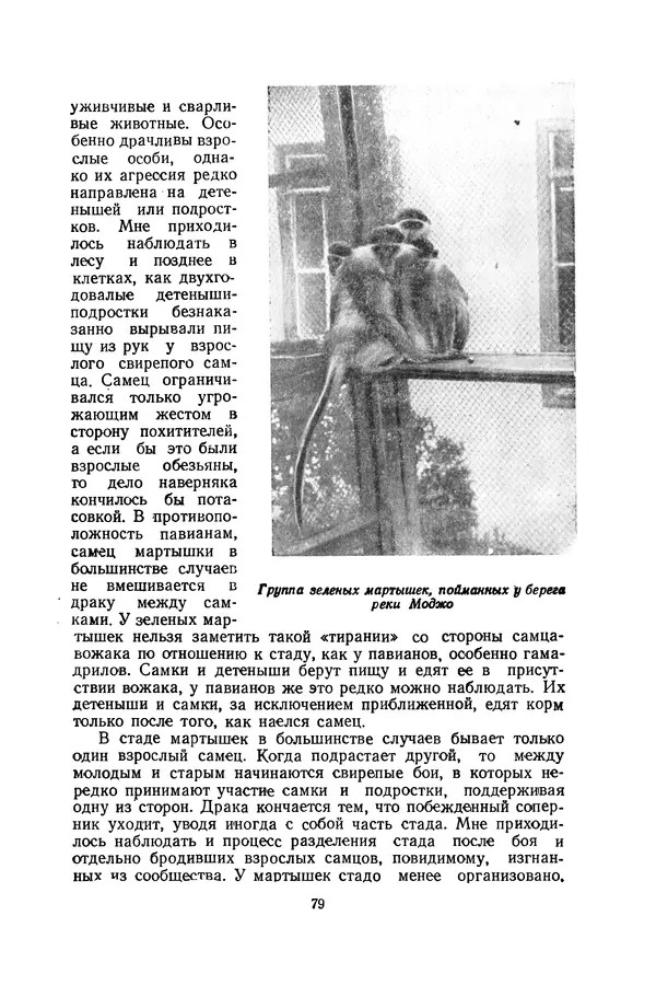 Леонид Воронин - В Африку за обезьянами - Страница № 80