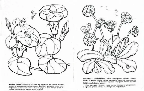 Ольга Никифорова - Цветочные часы - Страница № 8