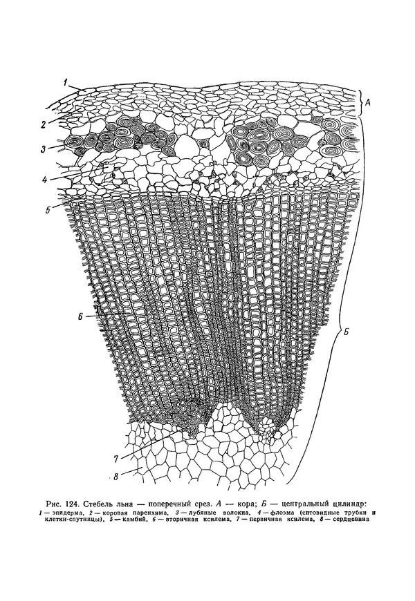 Валида Тутаюк - Анатомия и морфология растений : Учебное пособие для сельскохозяйственных вузов  - Страница № 172
