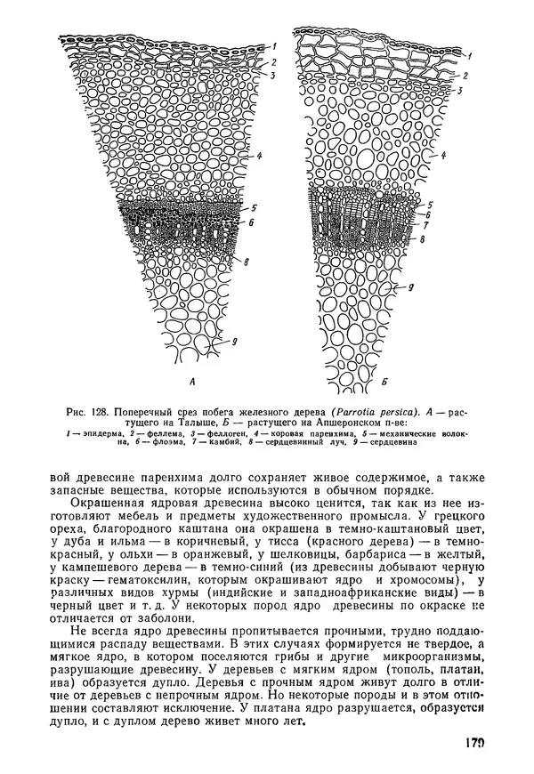 Валида Тутаюк - Анатомия и морфология растений : Учебное пособие для сельскохозяйственных вузов  - Страница № 181