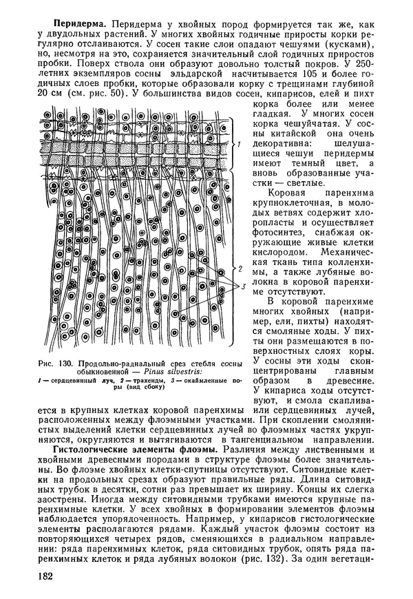 Валида Тутаюк - Анатомия и морфология растений : Учебное пособие для сельскохозяйственных вузов  - Страница № 184