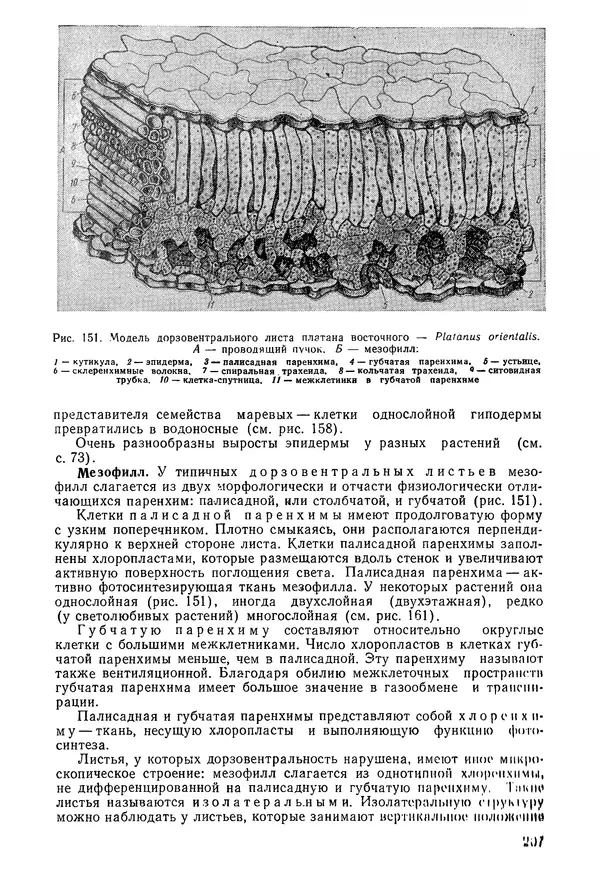 Валида Тутаюк - Анатомия и морфология растений : Учебное пособие для сельскохозяйственных вузов  - Страница № 209