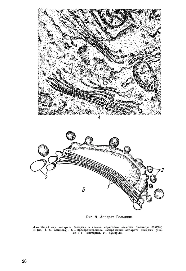 Валида Тутаюк - Анатомия и морфология растений : Учебное пособие для сельскохозяйственных вузов  - Страница № 22