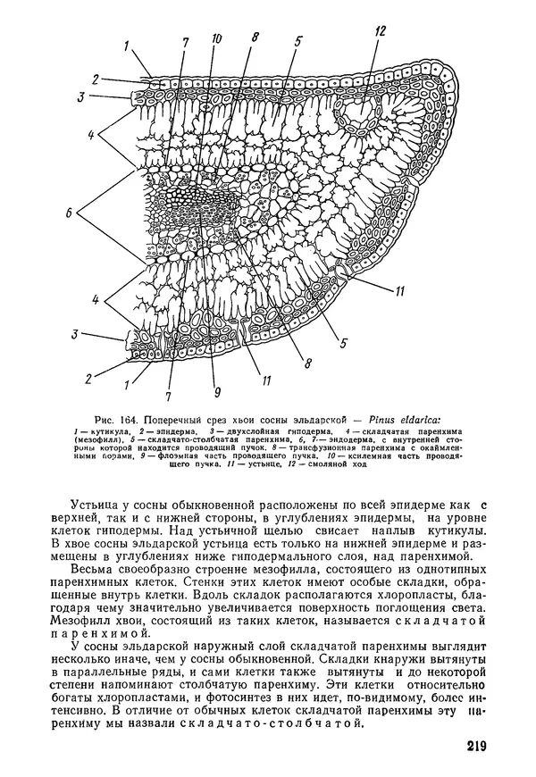 Валида Тутаюк - Анатомия и морфология растений : Учебное пособие для сельскохозяйственных вузов  - Страница № 221