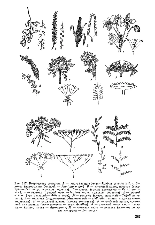 Валида Тутаюк - Анатомия и морфология растений : Учебное пособие для сельскохозяйственных вузов  - Страница № 289
