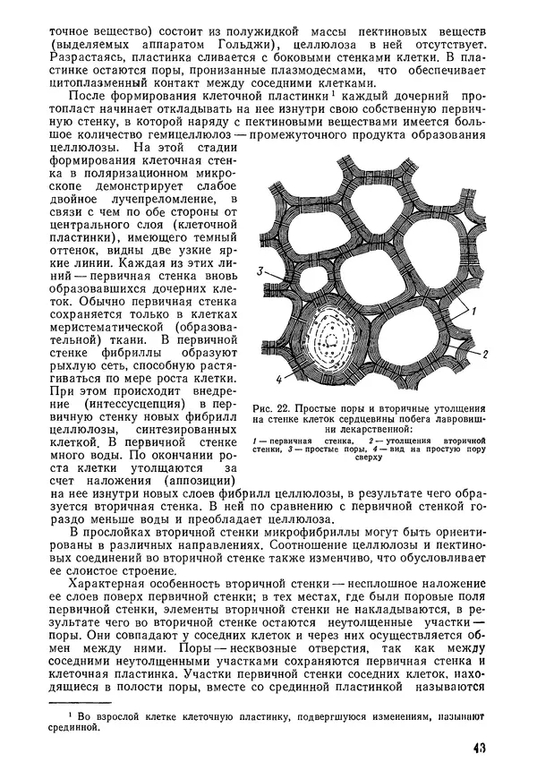 Валида Тутаюк - Анатомия и морфология растений : Учебное пособие для сельскохозяйственных вузов  - Страница № 45