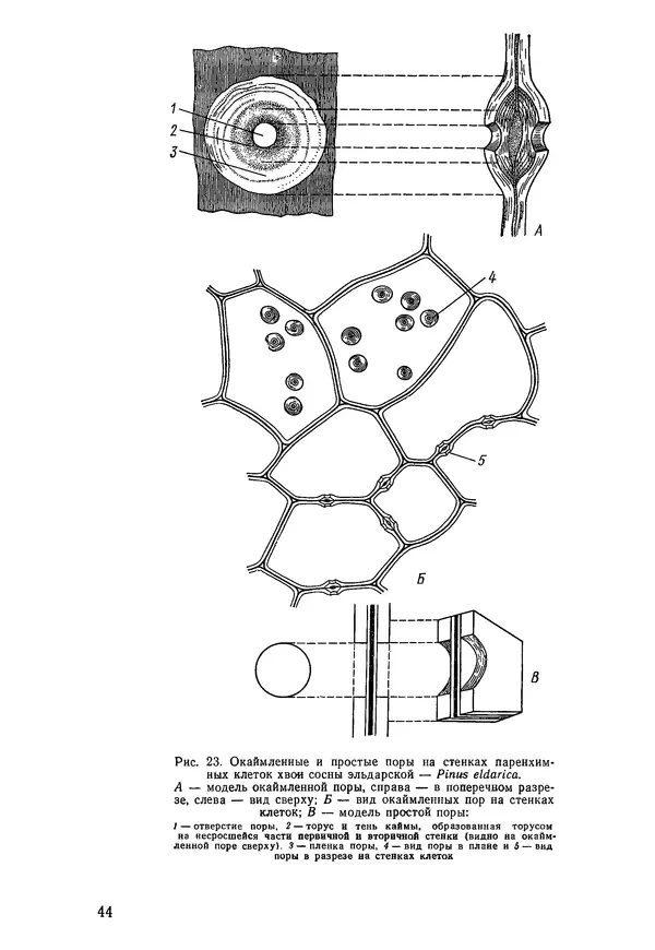 Валида Тутаюк - Анатомия и морфология растений : Учебное пособие для сельскохозяйственных вузов  - Страница № 46