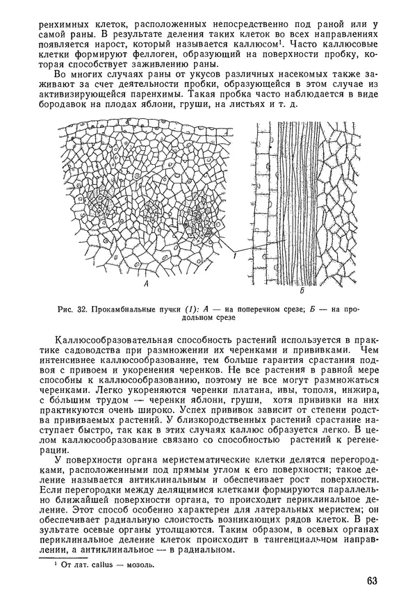 Валида Тутаюк - Анатомия и морфология растений : Учебное пособие для сельскохозяйственных вузов  - Страница № 65