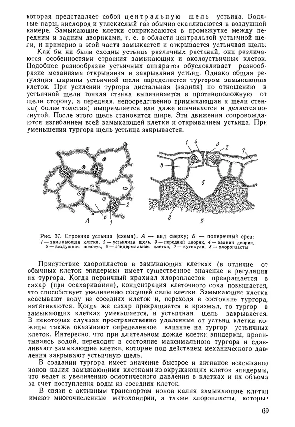 Валида Тутаюк - Анатомия и морфология растений : Учебное пособие для сельскохозяйственных вузов  - Страница № 71