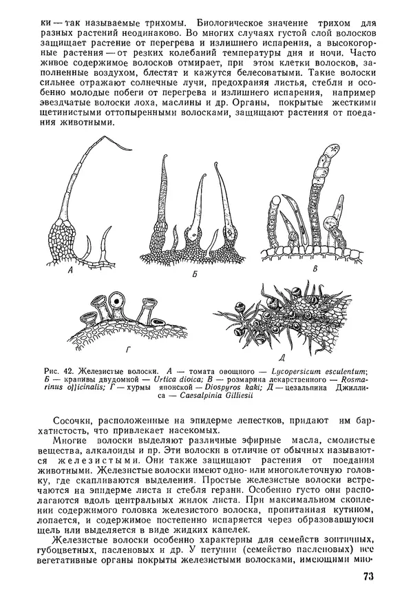 Валида Тутаюк - Анатомия и морфология растений : Учебное пособие для сельскохозяйственных вузов  - Страница № 75