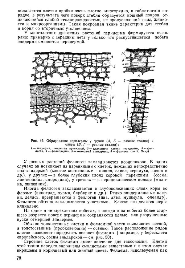 Валида Тутаюк - Анатомия и морфология растений : Учебное пособие для сельскохозяйственных вузов  - Страница № 80