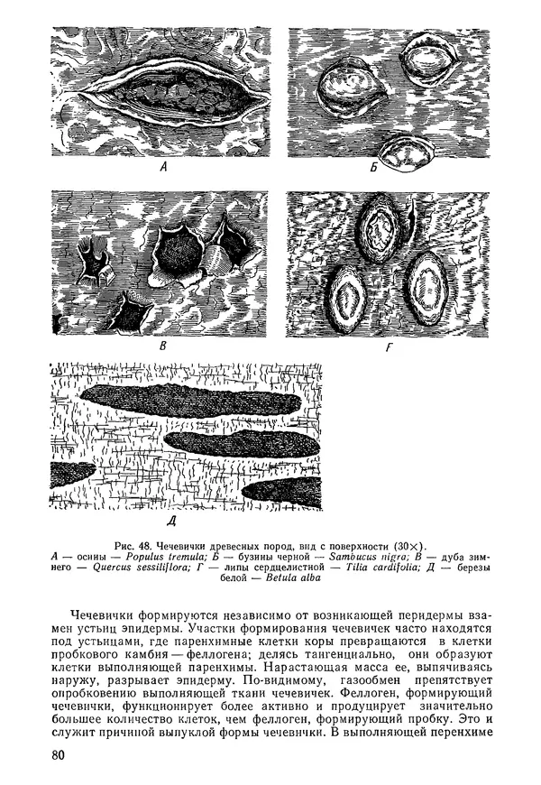 Валида Тутаюк - Анатомия и морфология растений : Учебное пособие для сельскохозяйственных вузов  - Страница № 82