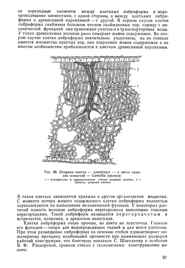 Валида Тутаюк - Анатомия и морфология растений : Учебное пособие для сельскохозяйственных вузов  - Страница № 93