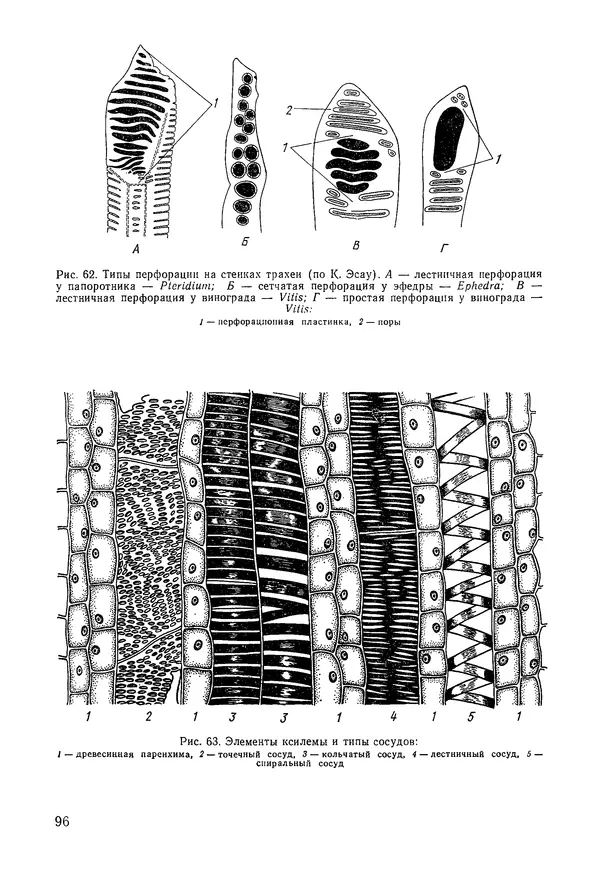 Валида Тутаюк - Анатомия и морфология растений : Учебное пособие для сельскохозяйственных вузов  - Страница № 98