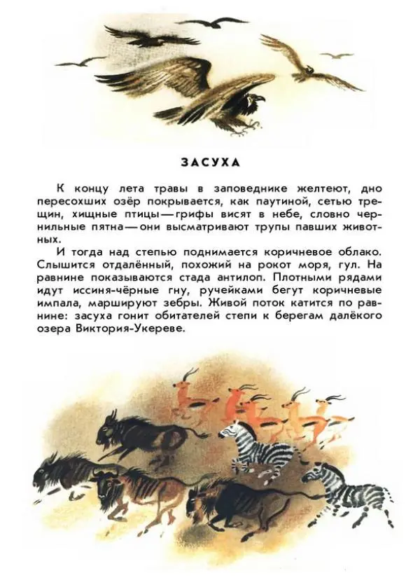 Святослав Сахарнов - Что я видел в Танзании - Страница № 19