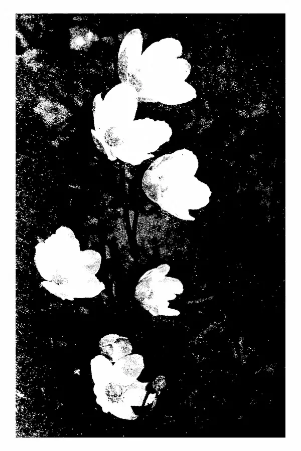 Евгения Иванова - Руководство по сбору, сушке и хранению растений (гербарий) - Страница № 2