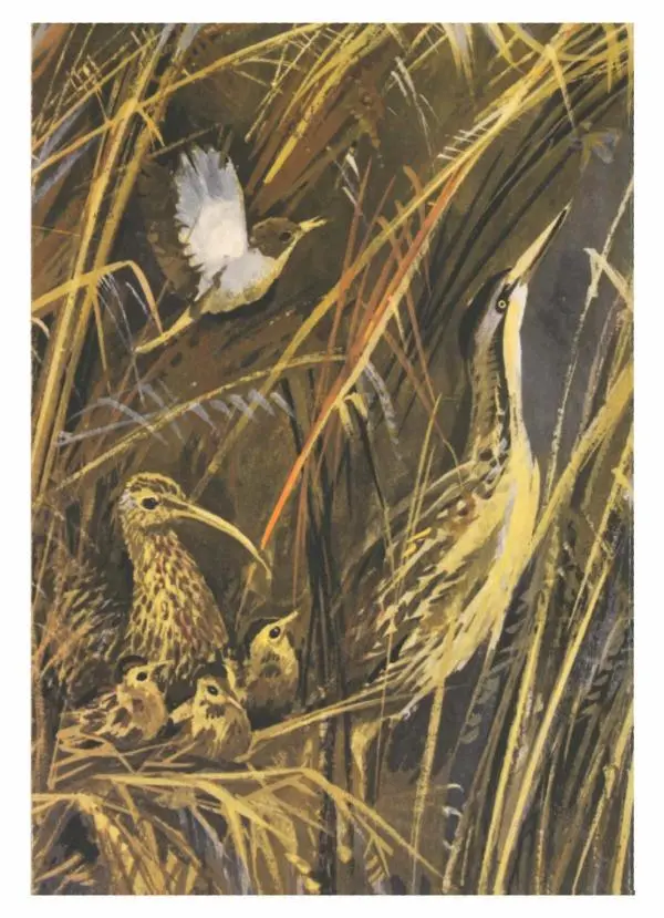 Виталий Бианки - Рассказы и сказки - Страница № 279